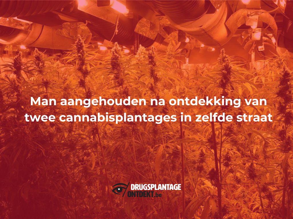 Merksem - Man aangehouden na ontdekking van twee cannabisplantages in zelfde straat